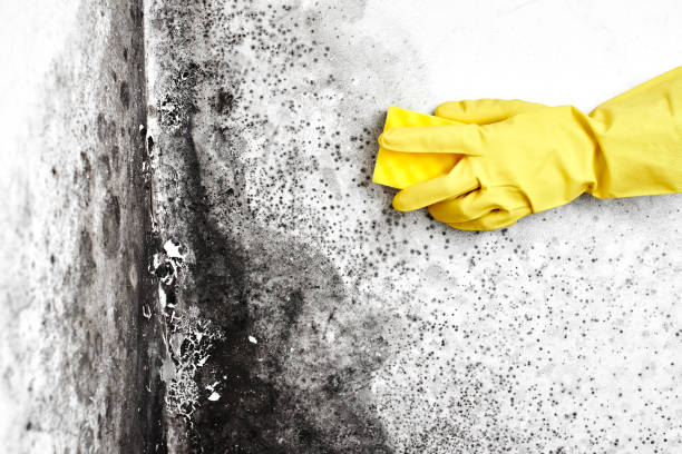 Best Bathroom Mold Remediation in Gambier, OH