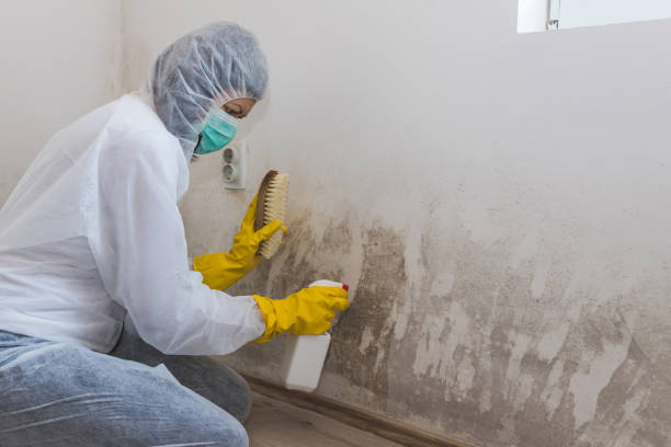 Best Localized Mold Remediation (e.g., coastal areas, humid climates) in Gambier, OH