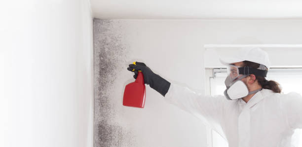 Best Residential Mold Remediation in Gambier, OH