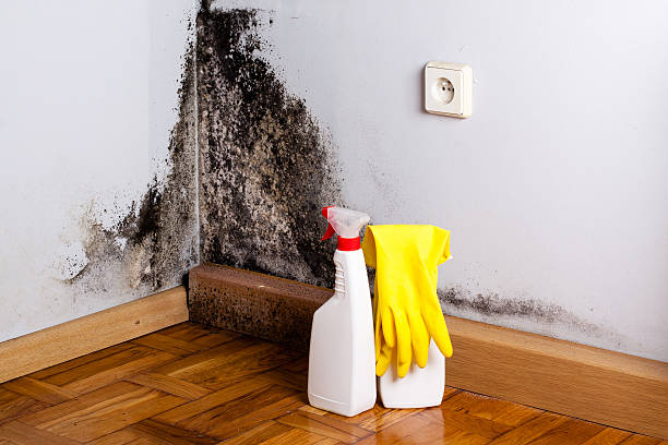 Best Emergency Mold Remediation in Gambier, OH