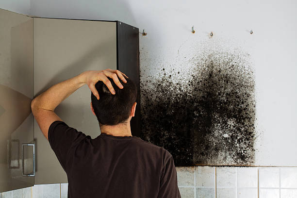 Best Kitchen Mold Remediation in Gambier, OH