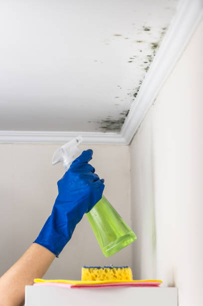 Best Residential Mold Remediation in Gambier, OH